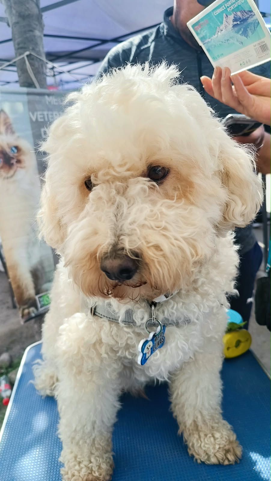 Perrito blanco de pelo rizado atendido a domicilio