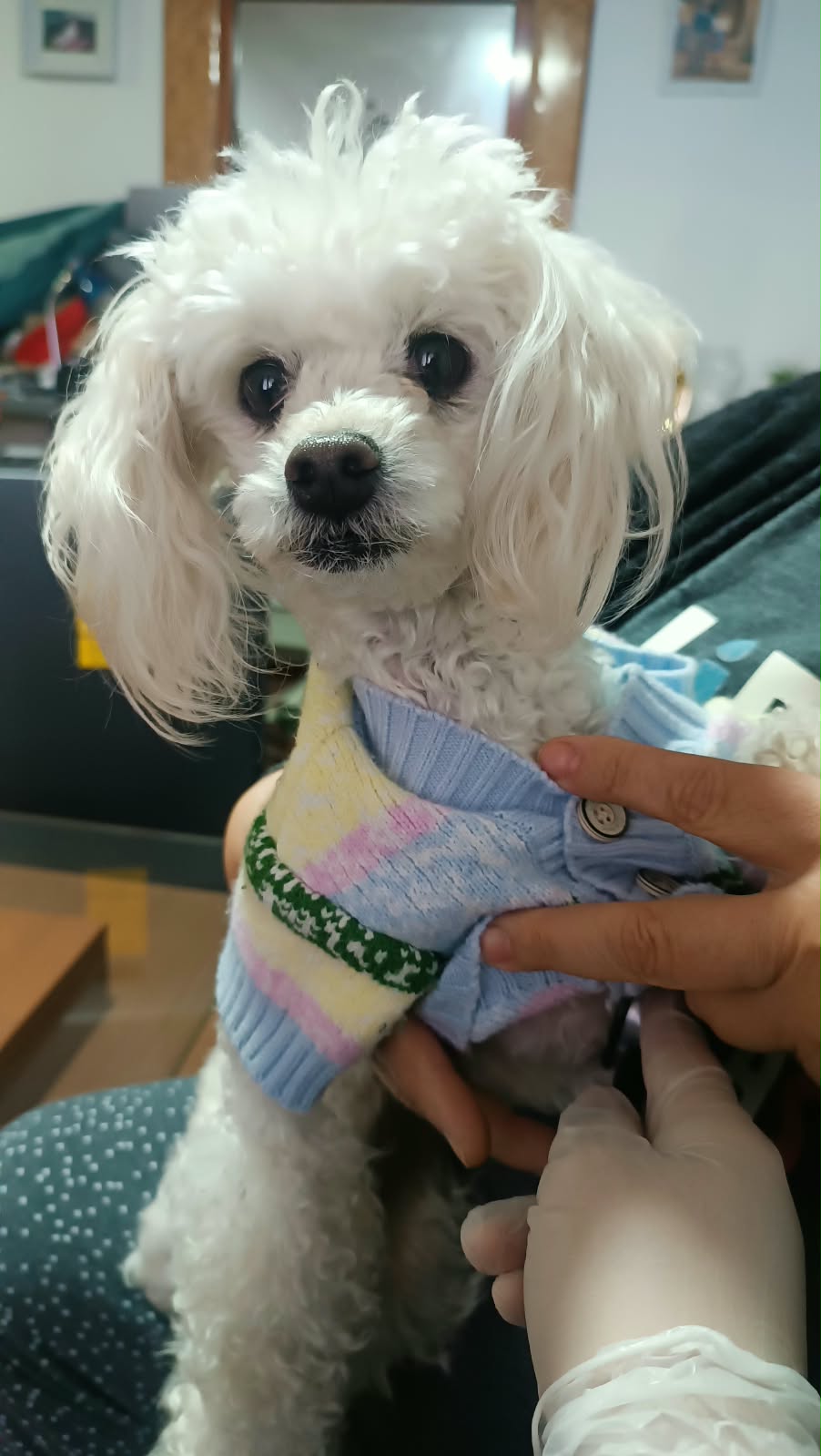 Poodle blanco con chaleco en control en casa