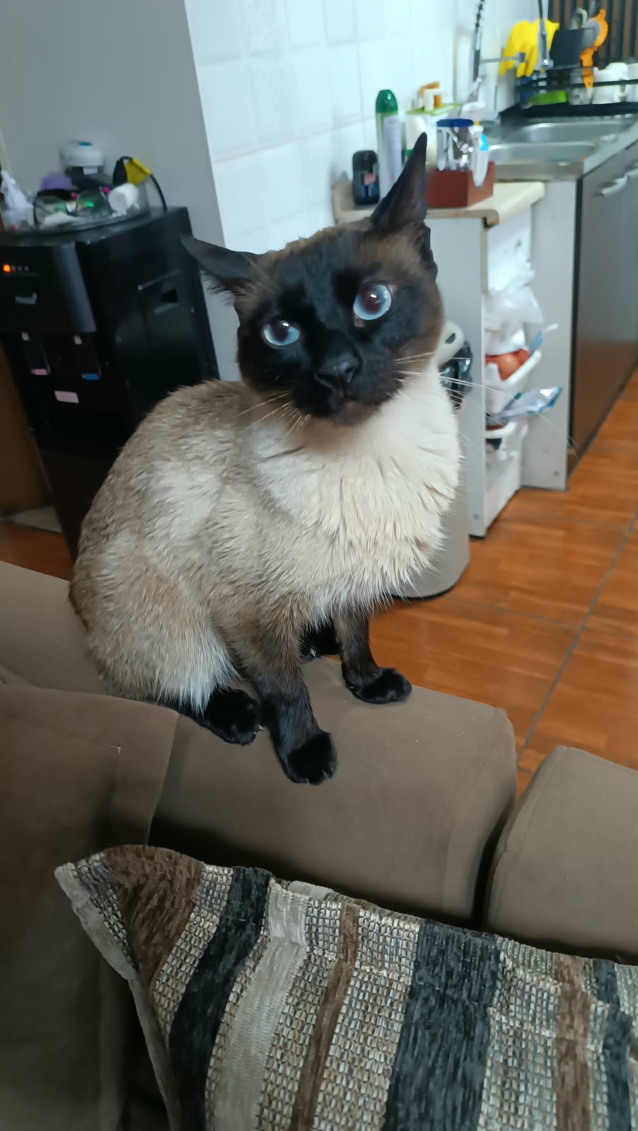 Gato siamés atendido a domicilio