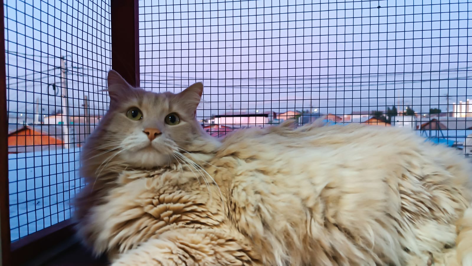 Gato de pelo largo descansando junto a la ventana
