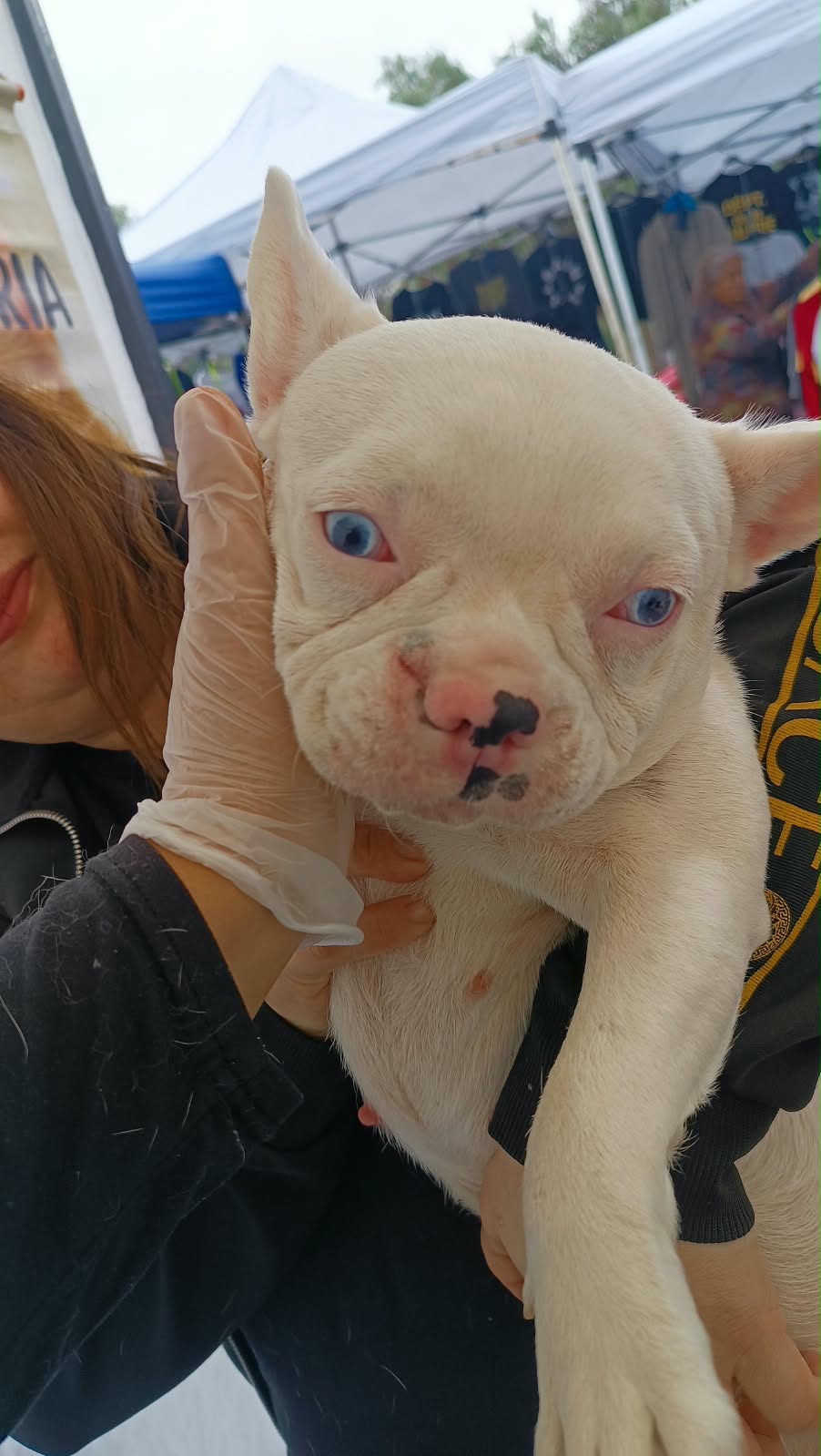 Cachorro bulldog francés blanco en control veterinario