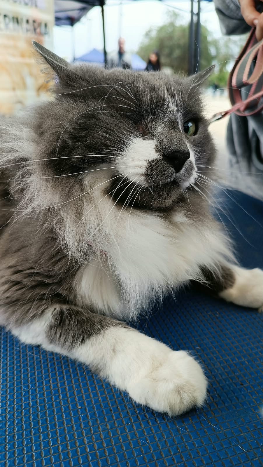 Gato gris y blanco de pelo largo en atención